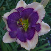 Spacecoast all Seeing Eye Daylily